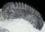 Bargain, Gerastos Trilobite Fossil - Morocco #57621-1